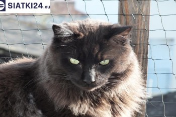 Siatki Cieszyn - Zabezpieczenie balkonu siatką - Kocia siatka - bezpieczny kot dla terenów Cieszyna